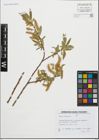 Foto von Salix fragilis L.